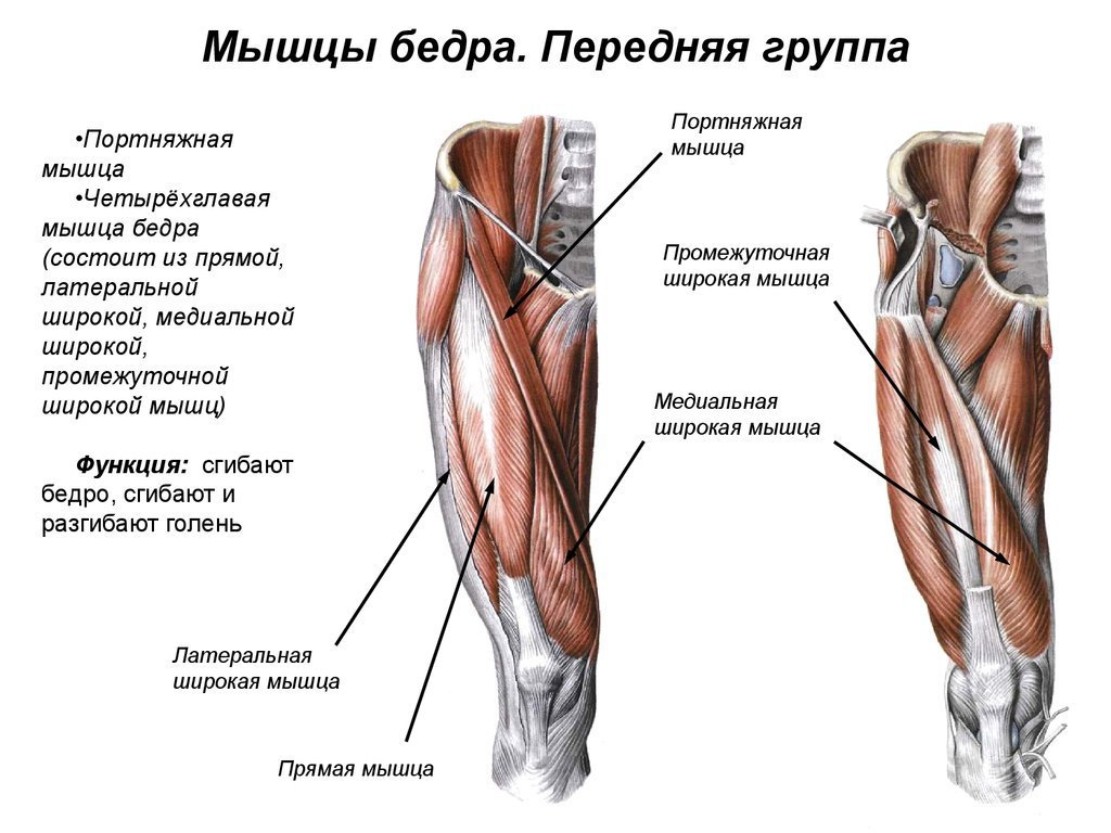 Растяжение внутренней части бедра. Передняя группа мышц бедра строение. Передняя группа мышц бедра четырехглавая. Строение четырехглавой мышцы бедра. Латеральная головка четырехглавой мышцы бедра.