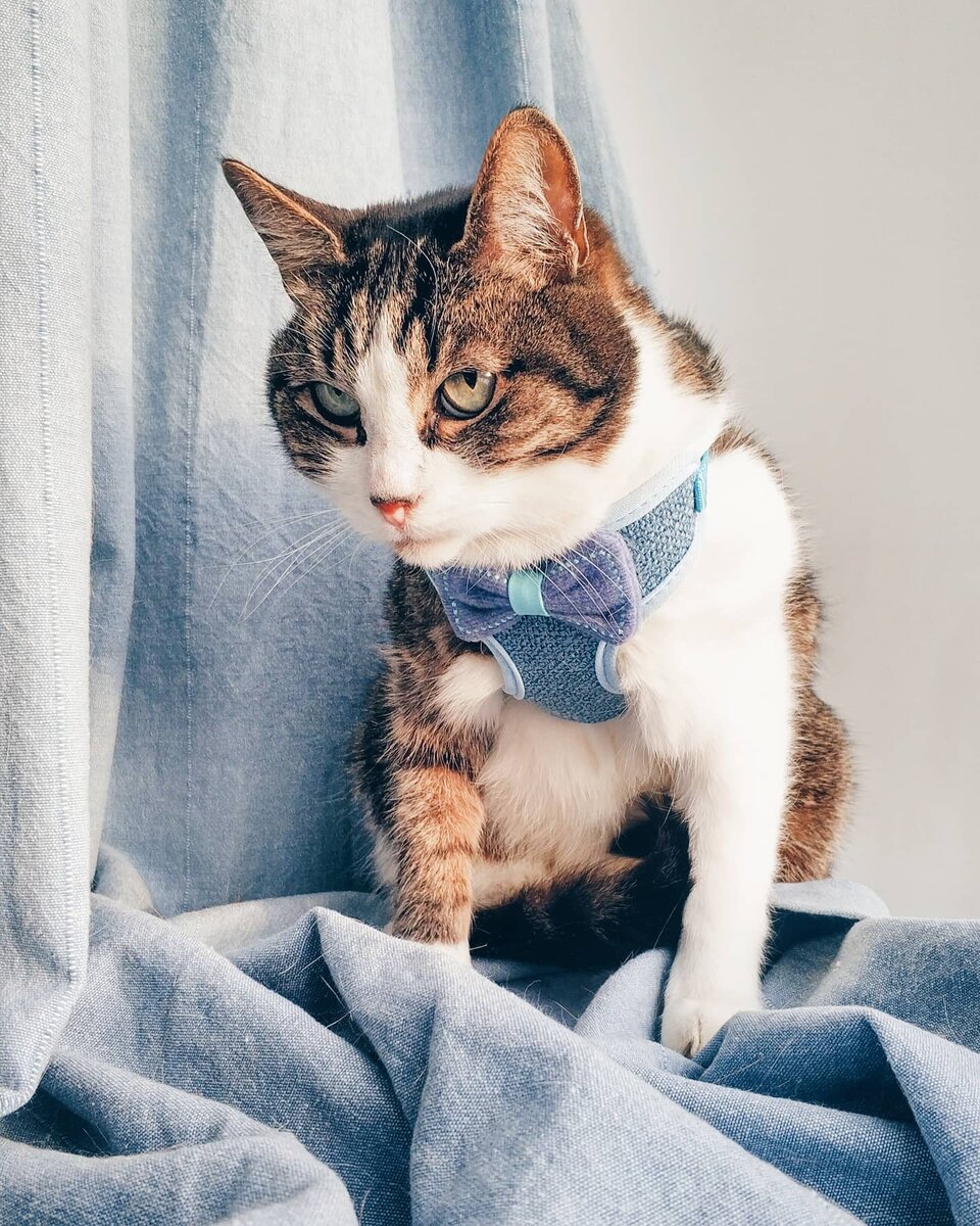 Иннокентий