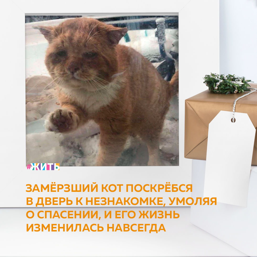 Зачастую бродячим животным очень трудно перебороть себя и обратиться за помощью к людям, но этот котик всё сделал правильно. Одним зимним днём девушка услышала жалобное мяуканье и слабый скрежет по стеклу. За стеклянной дверью стоял замёрзший рыжий котик, по мордочке которого было понятно, в каком отчаянии он находится😢 
Девушка тут же впустила его и связалась со своей подругой — Марией Симард, которая работала в приюте для котят. Хоть рыжик уже был взрослым котом, Мария не смогла отказать подруге, увидев присланное ей фото. Как оказалось, пушистик очень вовремя решил попросить помощи у людей. Ветеринары обнаружили у него обморожение лап, следы укусов, клещей, блох, гниющие зубки и диабет. С таким набором котик точно не смог бы пережить зиму🙈

Кота пристроили в семью к волонтёру. Там уже находилась чёрно-белая кошка. Они быстро подружились и стали неразлучны. Здоровье рыжика значительно улучшилось, и он не уставал благодарить за это окружающих людей😌

Спасибо этим девушкам за доброту🙏

А Вы помогали когда-либо бездомным животным?

#жить #проектжить #животные