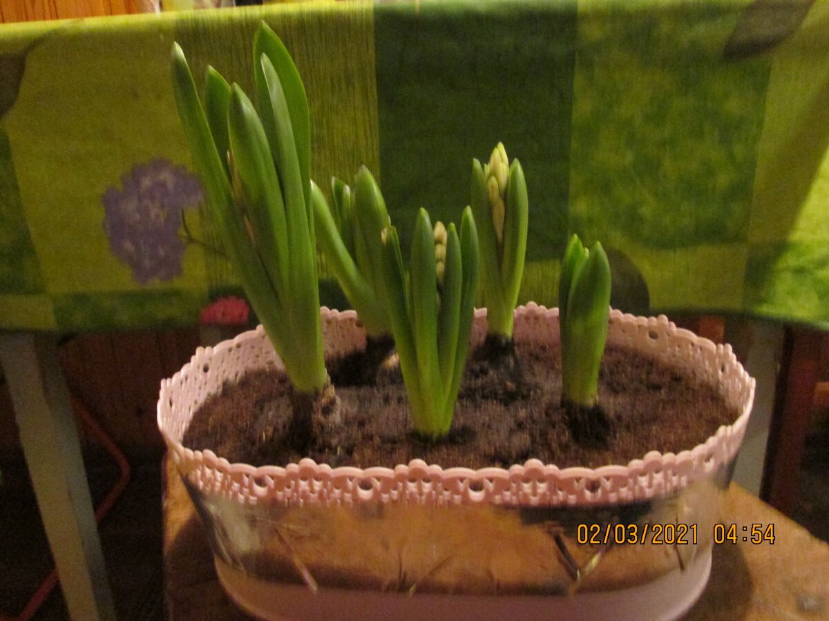 Вот моя прелесть. И это они ещё не распустились.