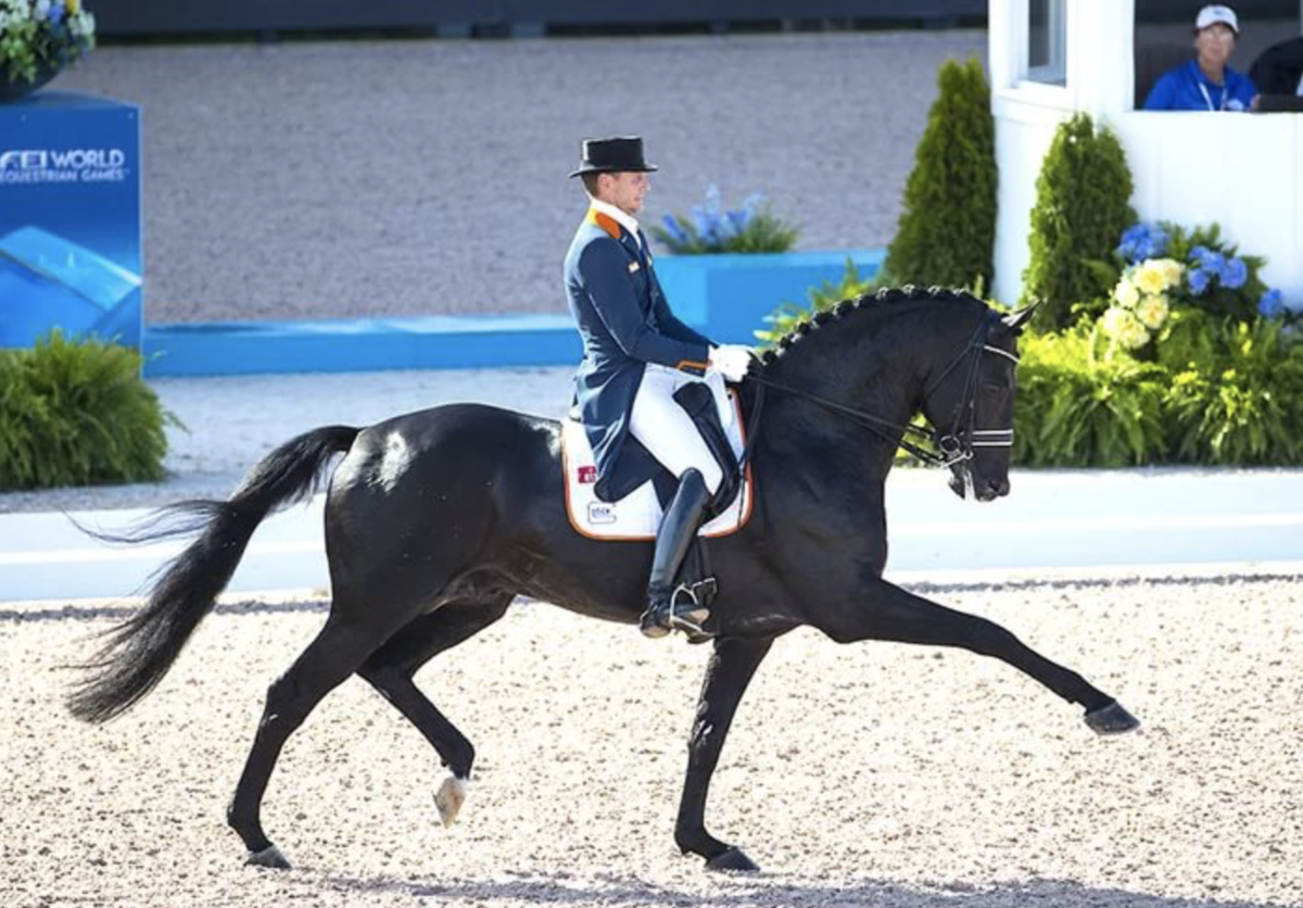 высокие оценки судей vs естественный ход лошади