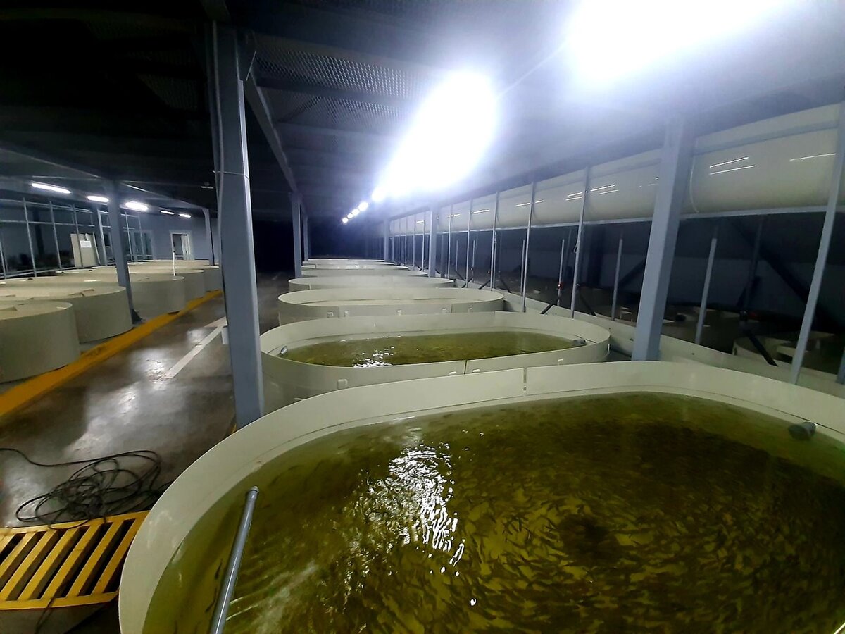 Рефтинский рыбхоз. Цех УЗВ