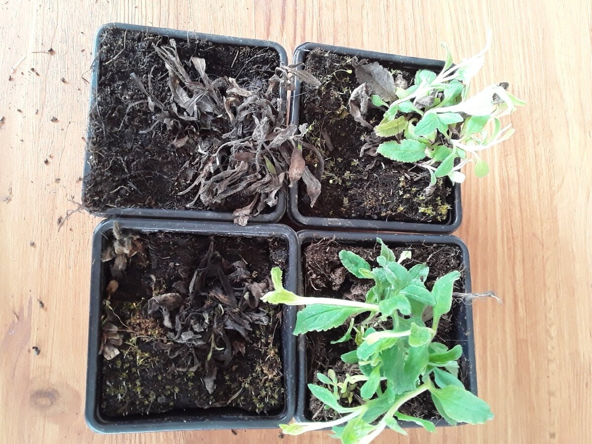 Магазин "Garden Plants" принял претензию по двум растениям и вернул за них деньги, но мне удалось растения реанимировать, так что они достались подарком