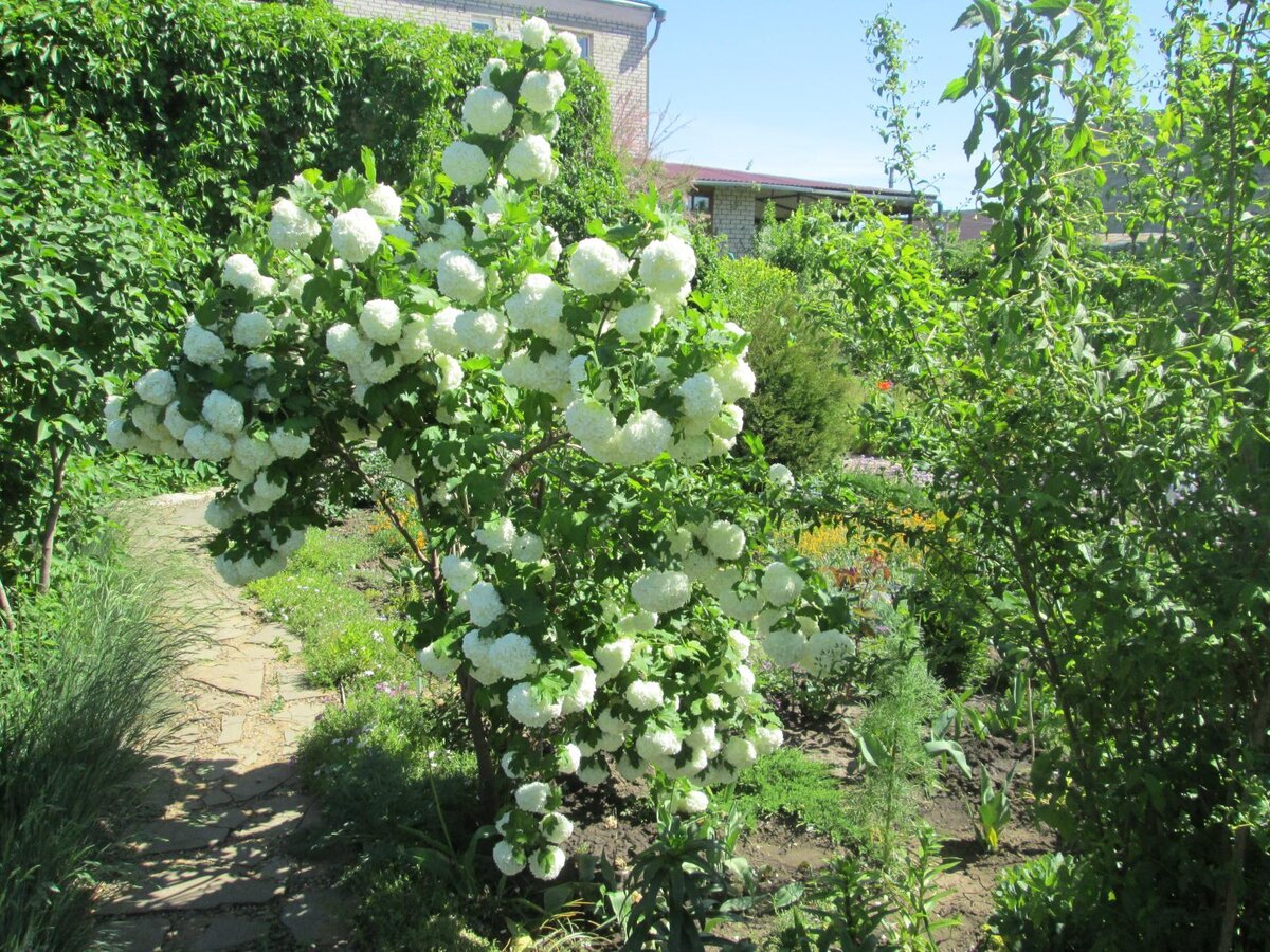 МОЙ САД . Декоративные кустарники. Калина 