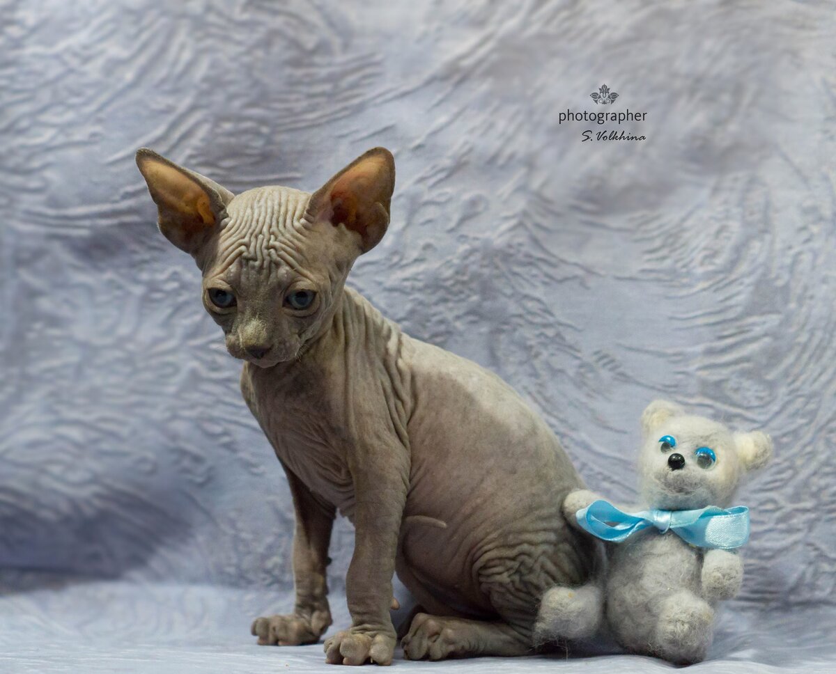 Малыш с моего второго помета