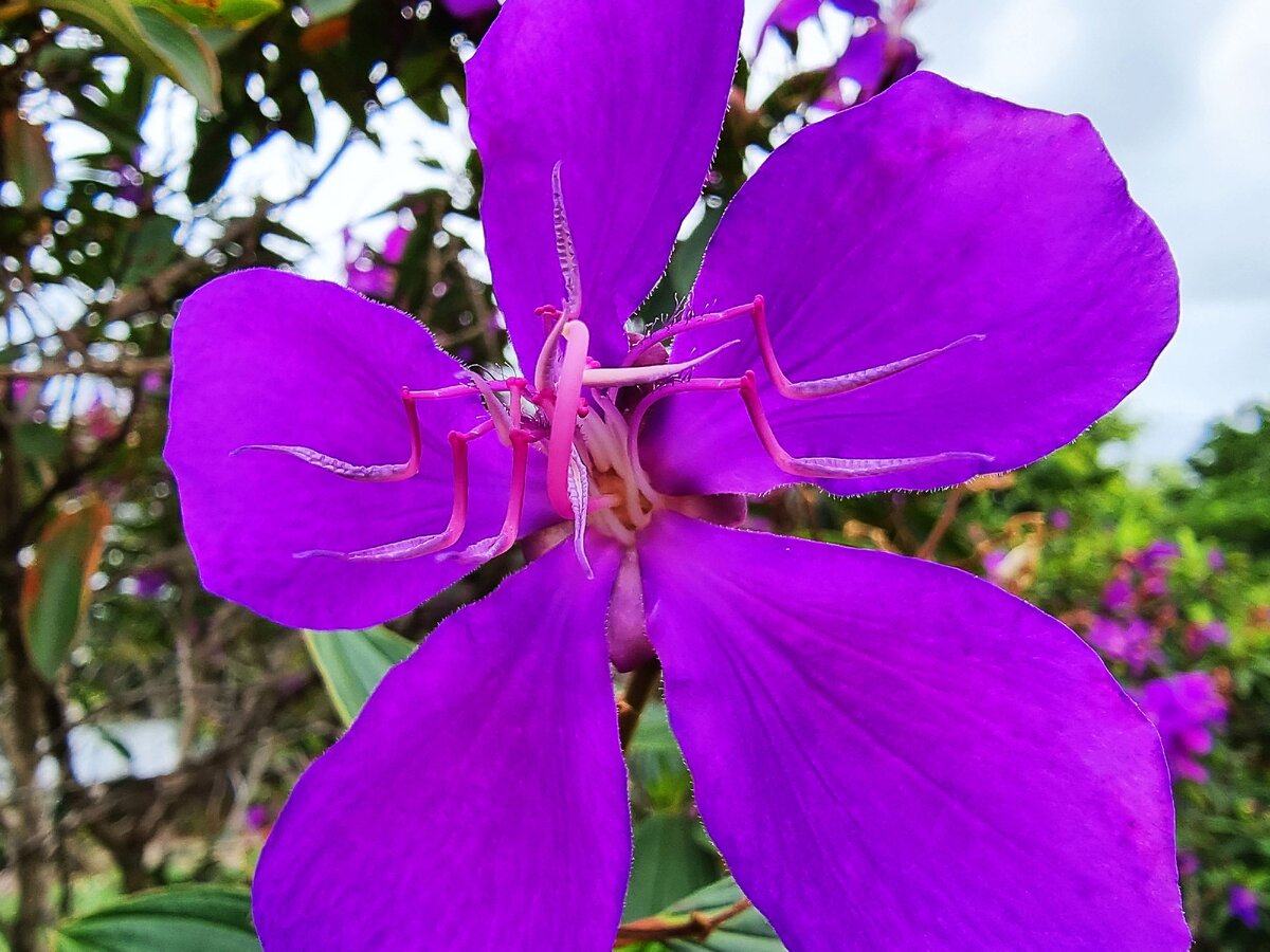 не знаю названия этого куста, но согласитесь, он от этого не стал выглядеть хуже