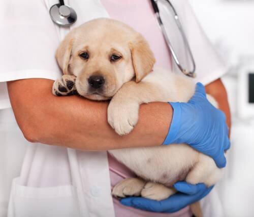 Обратите внимание на поведение