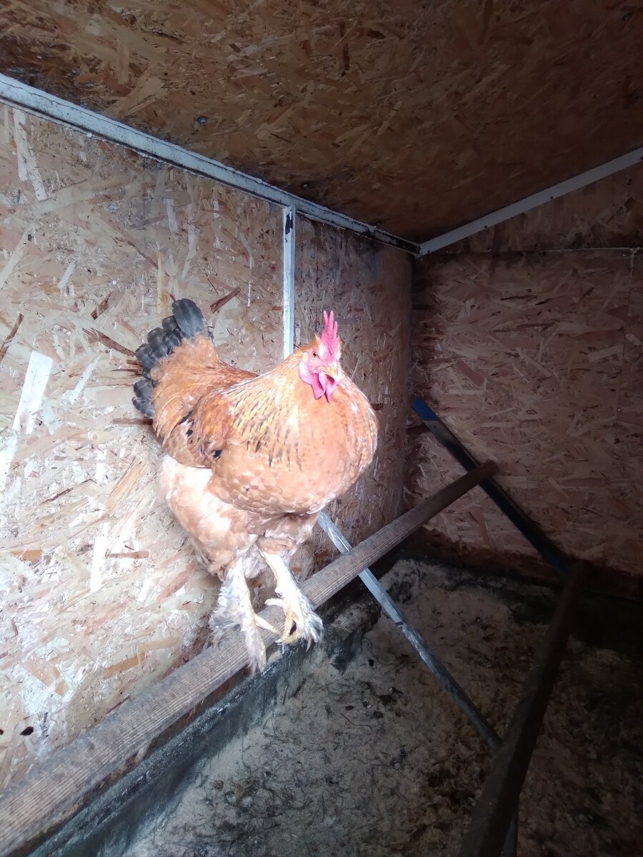 Вот такой  Глаша  вырос. Или Глаш.