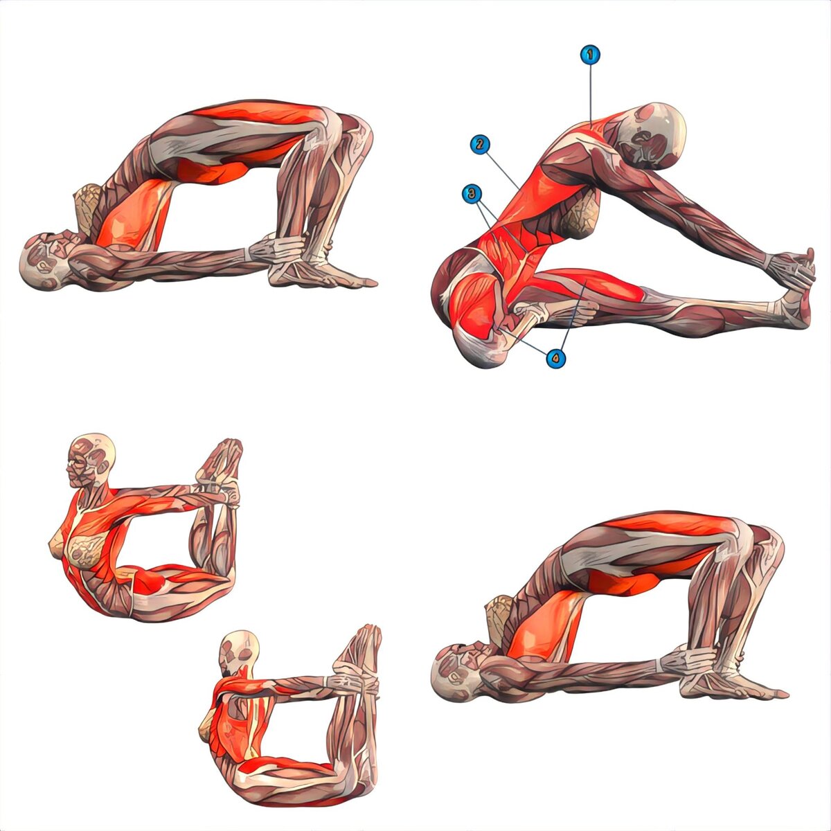 Комплекс растяжки от хруста в коленях и спине