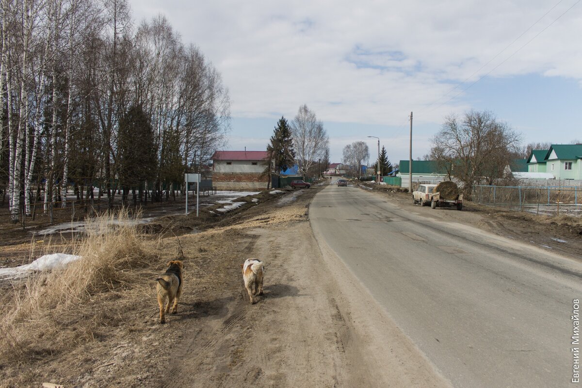 Собаки в Осиновке