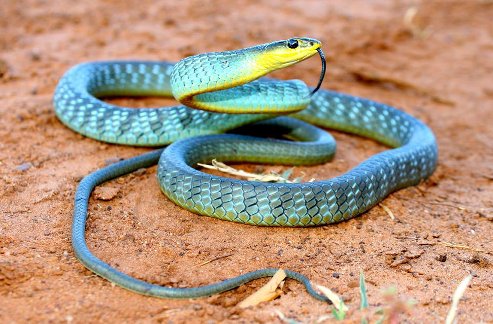 Snake x. Змея Тайпан голубая. Змея Тайпан синяя. Змеи Австралии Тайпан. Самая ядовитая змея в мире Тайпан.