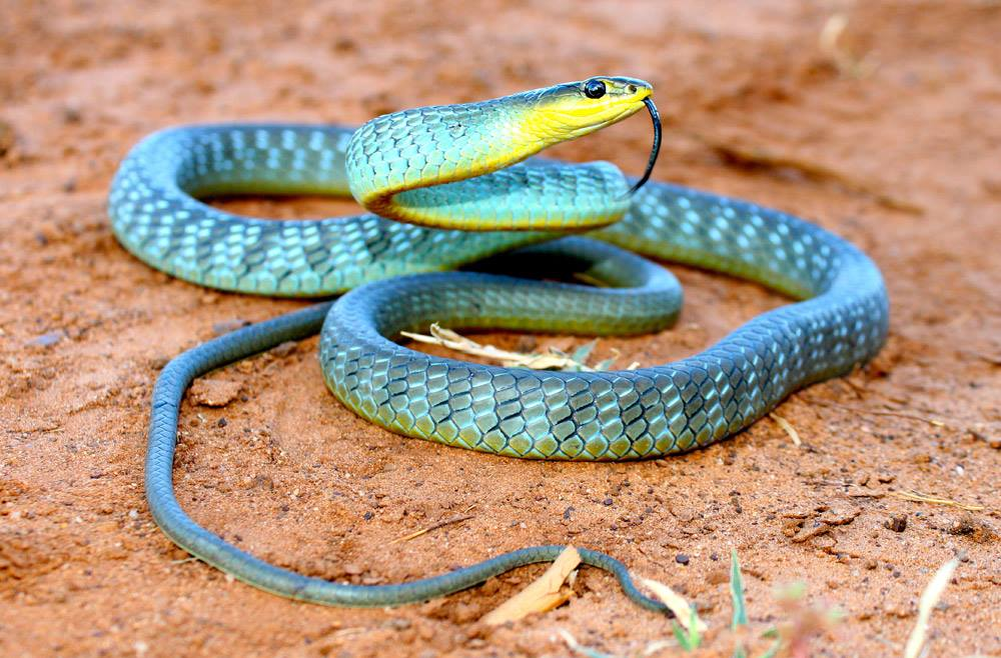 I snake. Змеи Австралии Тайпан. Австралийский Тайпан змея. Краснобрюхий полоз. Змея Тайпан синяя.