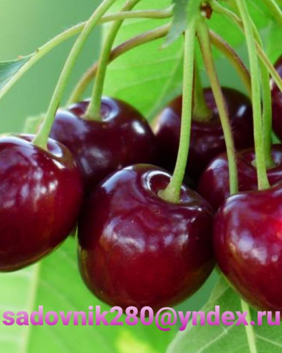 Говорят Янтарная кислота может улучшить вкус вишни, но только если опрыскать  деревья перед началом цветения (0,3 г на 10 л воды). 