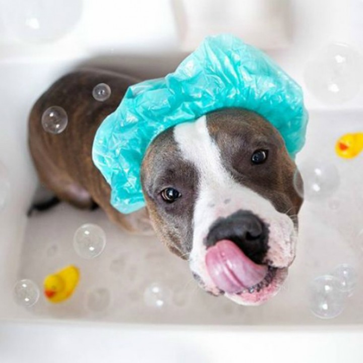 10 лайфхаков для тех, у кого есть собака. Источник фото: pixabay.com 