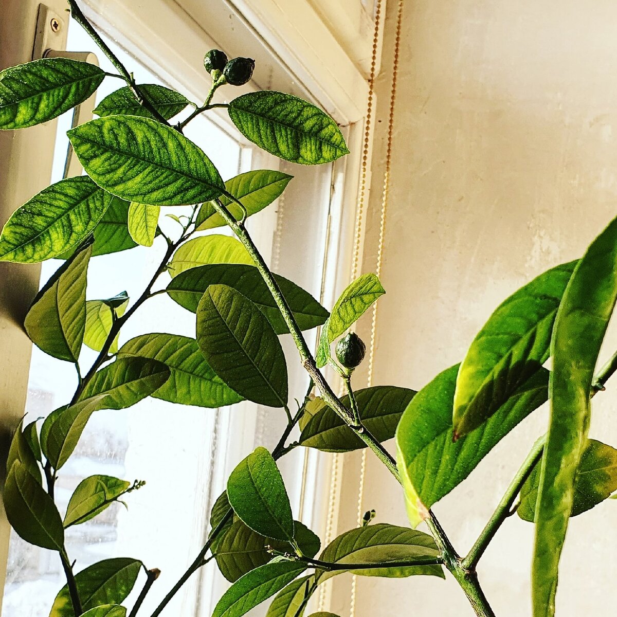 Фото Лужецкой Натальи ее каламондин с  плодами 18 марта 2021 года 