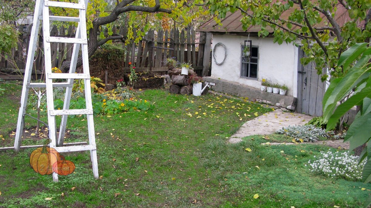 Так стало, 12.11.2020г. Одуванчиков уже почти нет.