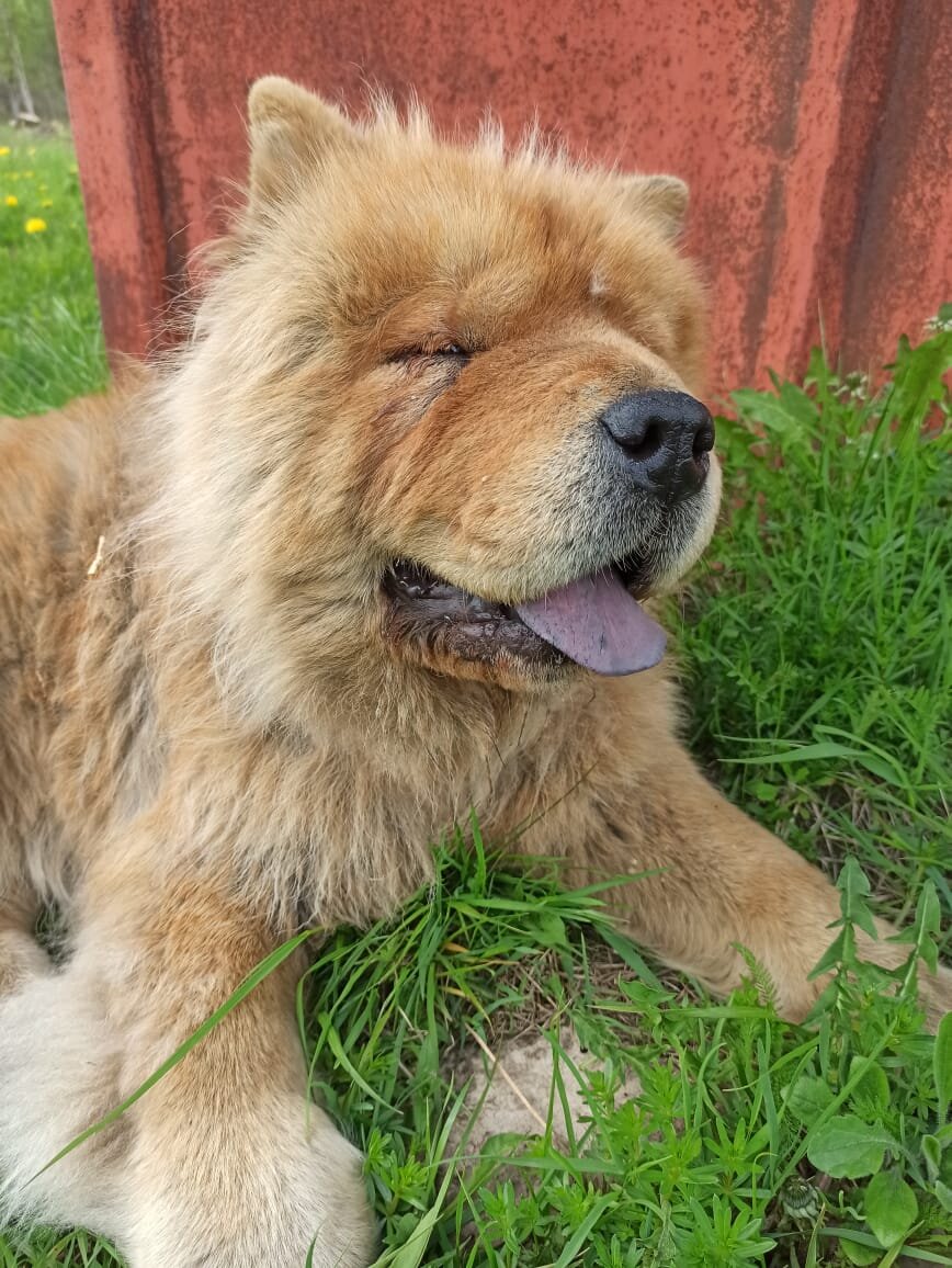 Бедная собака, попала не в те руки. Фото мое.