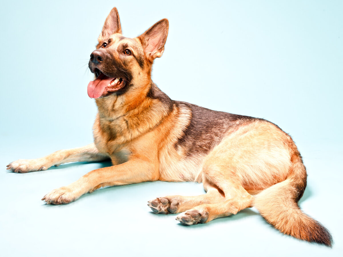 5 РАСПРОСТРАНЕННЫХ ПРОБЛЕМ СО ЗДОРОВЬЕМ У НЕМЕЦКИХ ОВЧАРОК