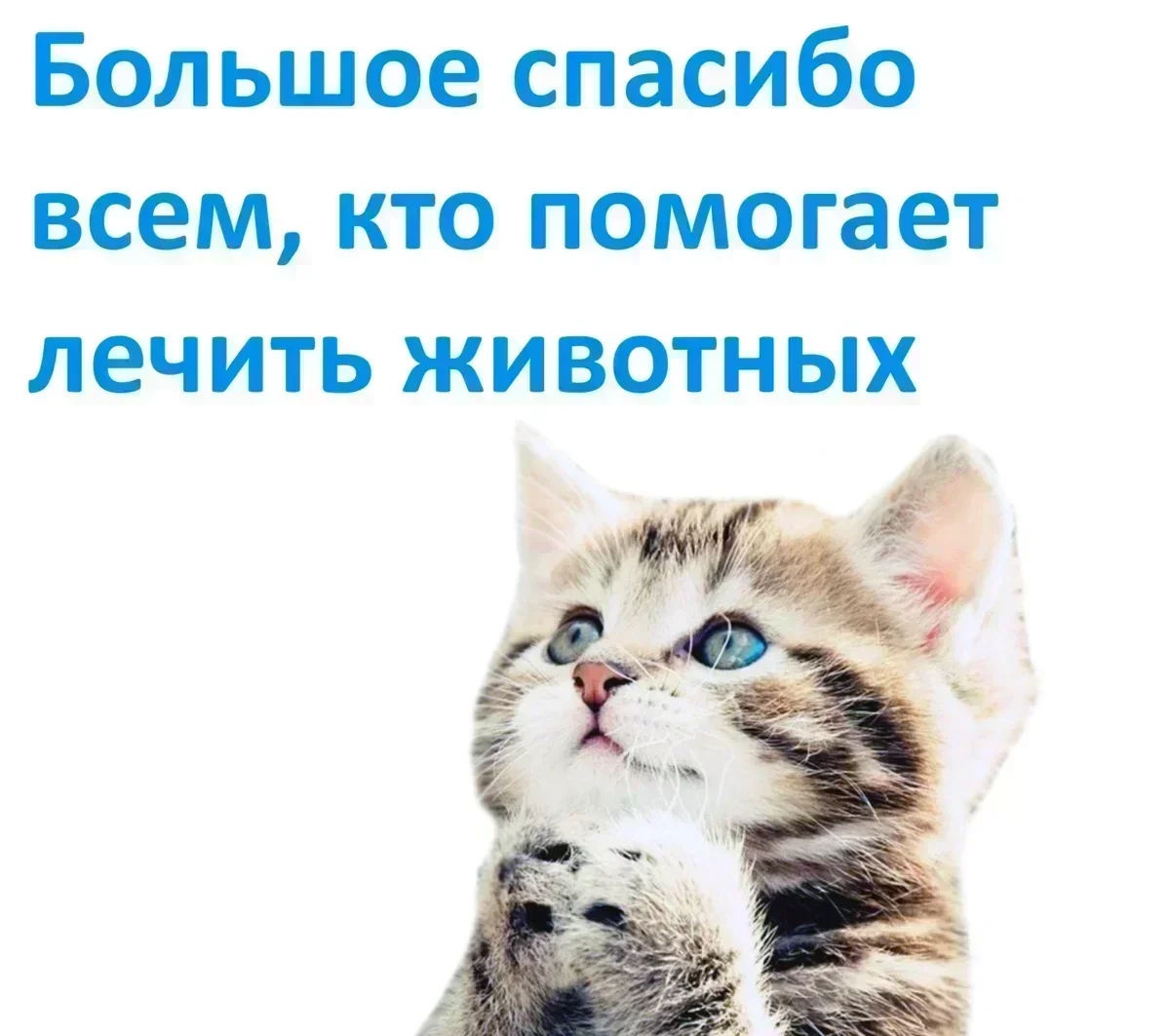 В очередной раз пишу Вам отчет о проделанной работе. | Animalrescueed | Дзен