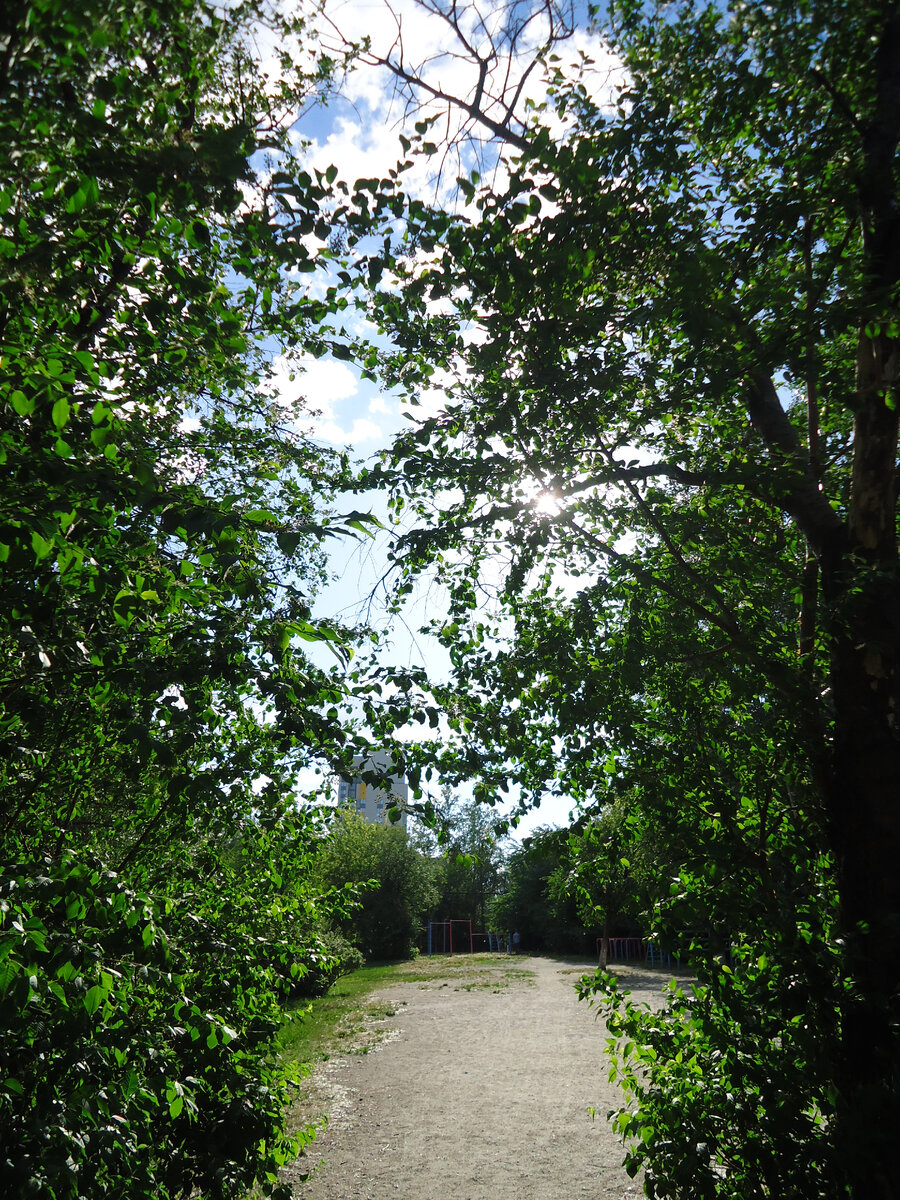 деревья - один из главных спасителей при сильном солнце