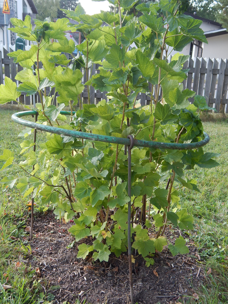 Смородиновый куст после обрезки.