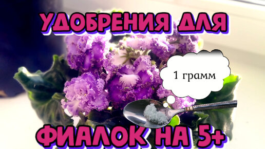 Как я подкармливаю Фиалки для быстрого роста и цветения. От деток до шапки цветов - мой 