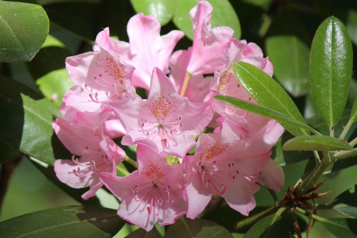 Рододендрон Tamarindos