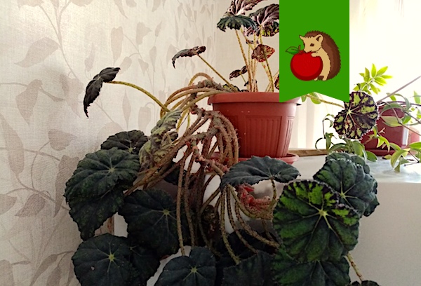 5 причин завести дома бегонию: что даст кроме красоты?0
