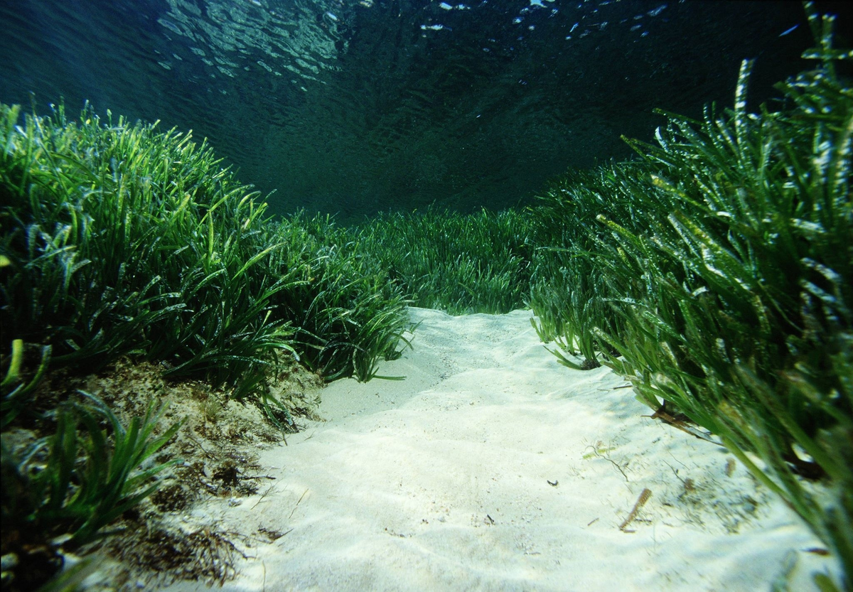 Сообщение растительный мир в океане. Посидония океаническая. Посидония водоросль. Покидания окианическая. Морская трава Посидония.