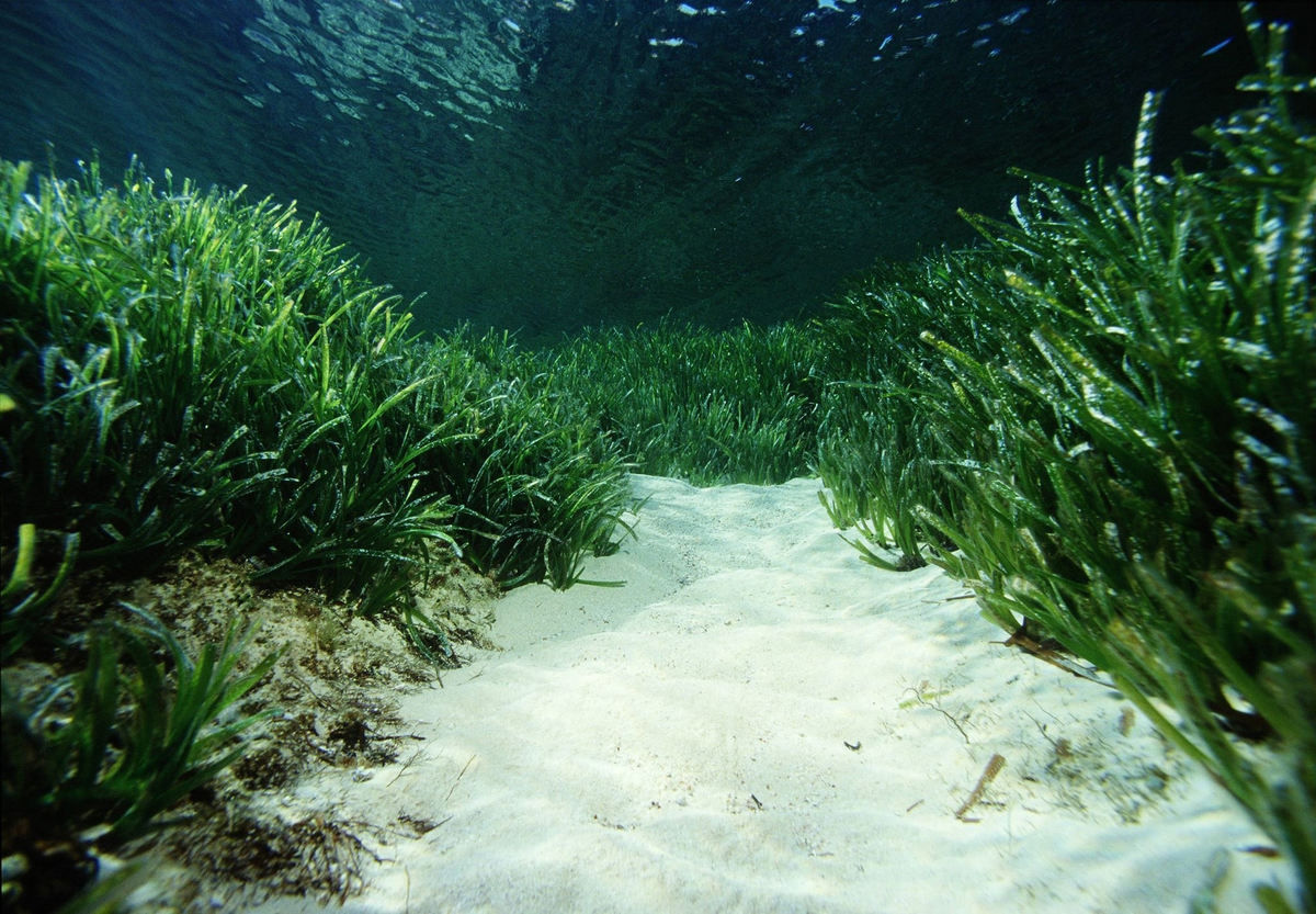 Самые большие водоросли