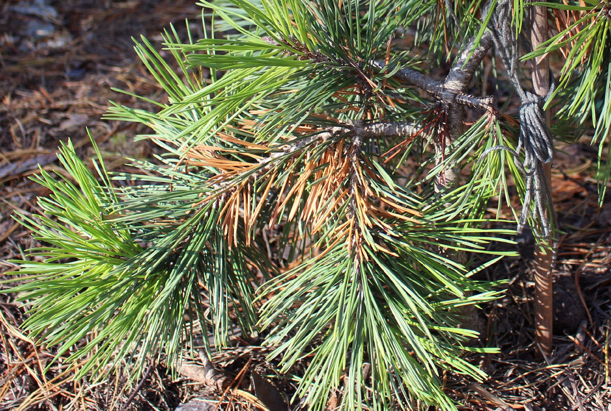 Pinus contorta Chief Joseph. Белая сосна желтеет. После зимы кончики у сосны пожелтели. Пожелтение хвойных