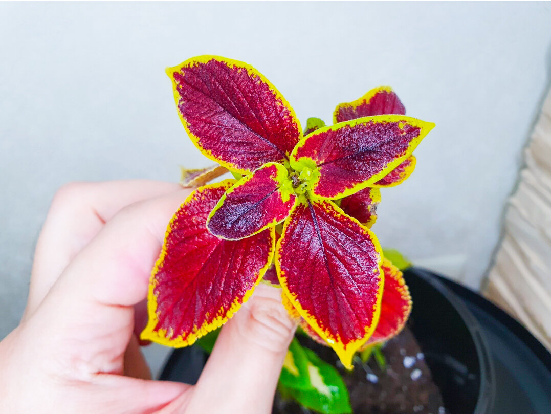 Красота же...