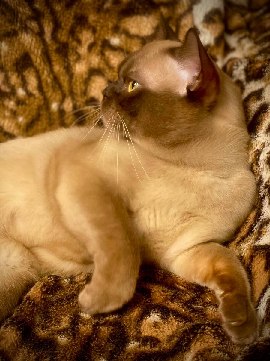 Jasper Burmese Cats - бурманский кот шоколадного окраса - Abri-Kot (Максим) - возраст 1,5 лет