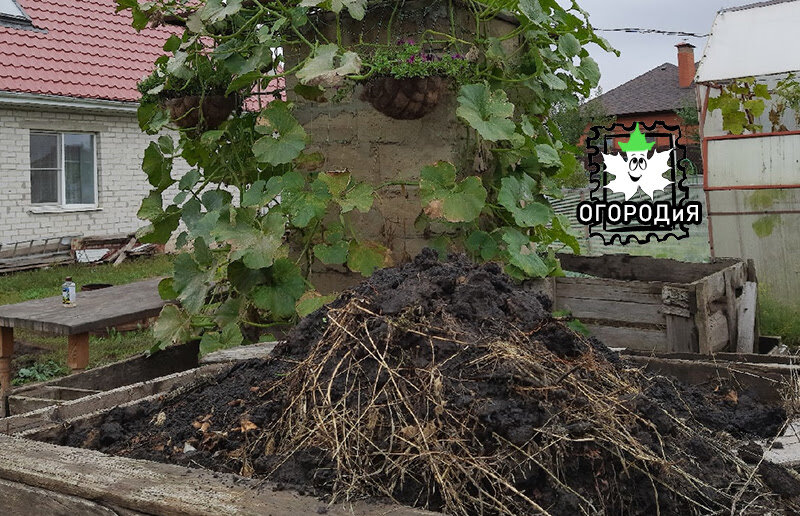 Одна из наших компостных куч, еще созревает, начало октября