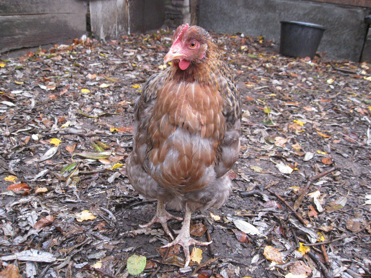 Старушка. Чувствуете разницу?