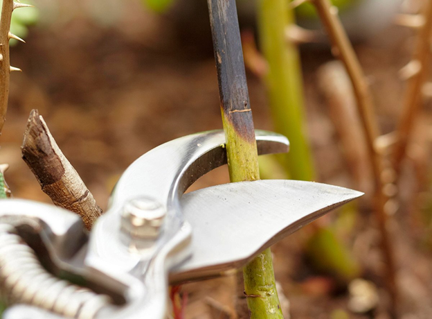 Удаление больных стеблей. Фото https://teatrzoo.ru