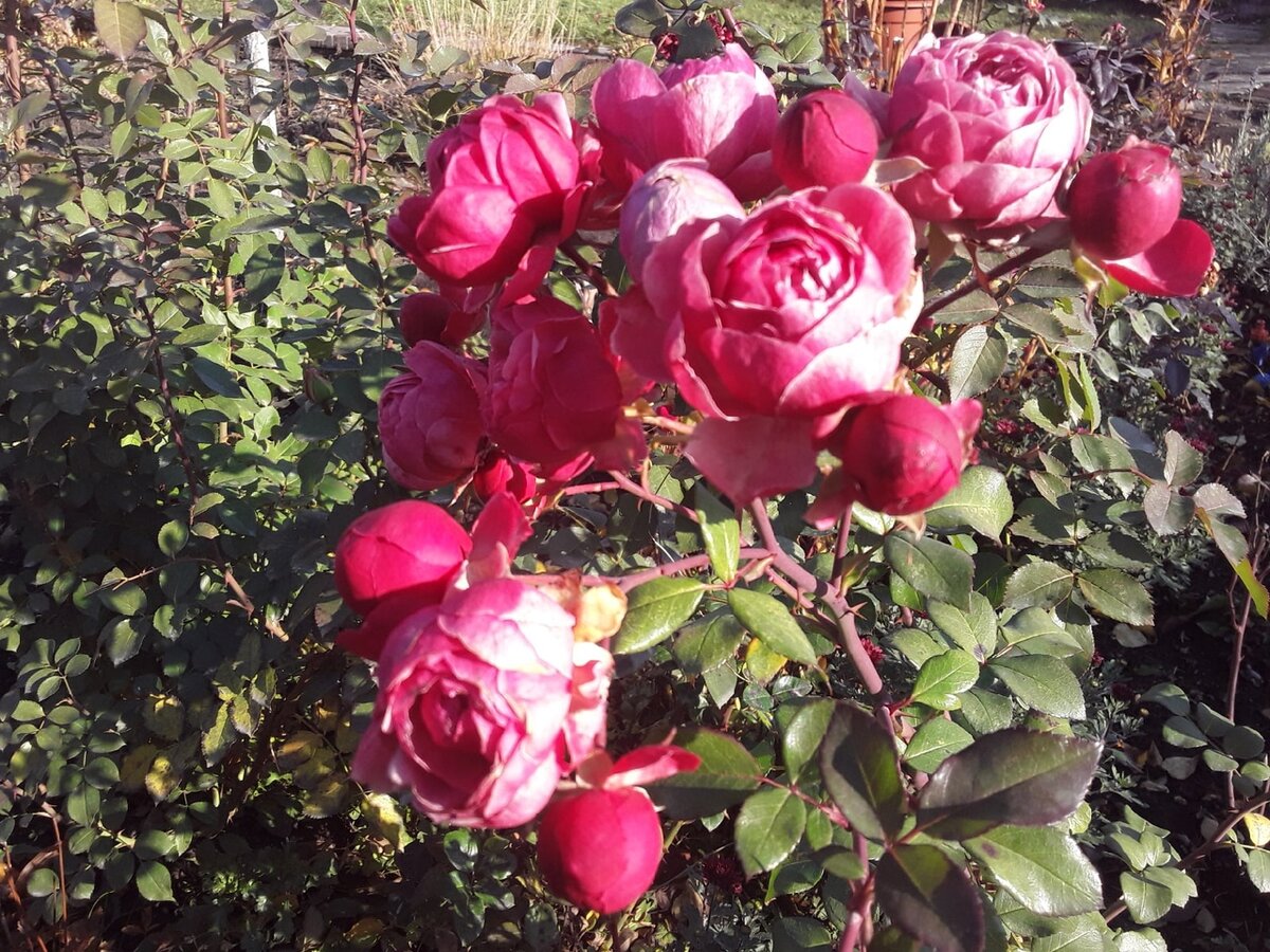 Роза флорибунда, сорт Pomponella