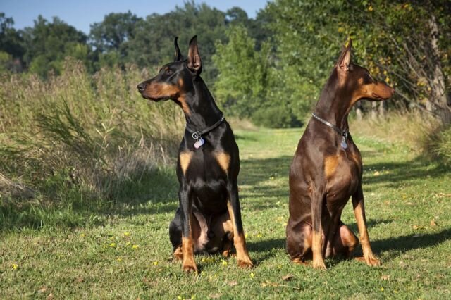 эстетика достойная восхищения