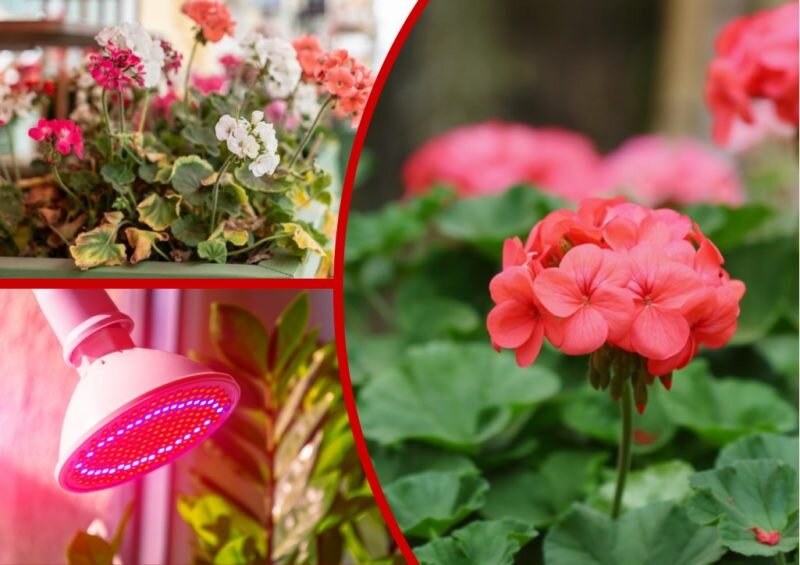 Секреты ухода за комнатной геранью в зимний период от ее преданного ...