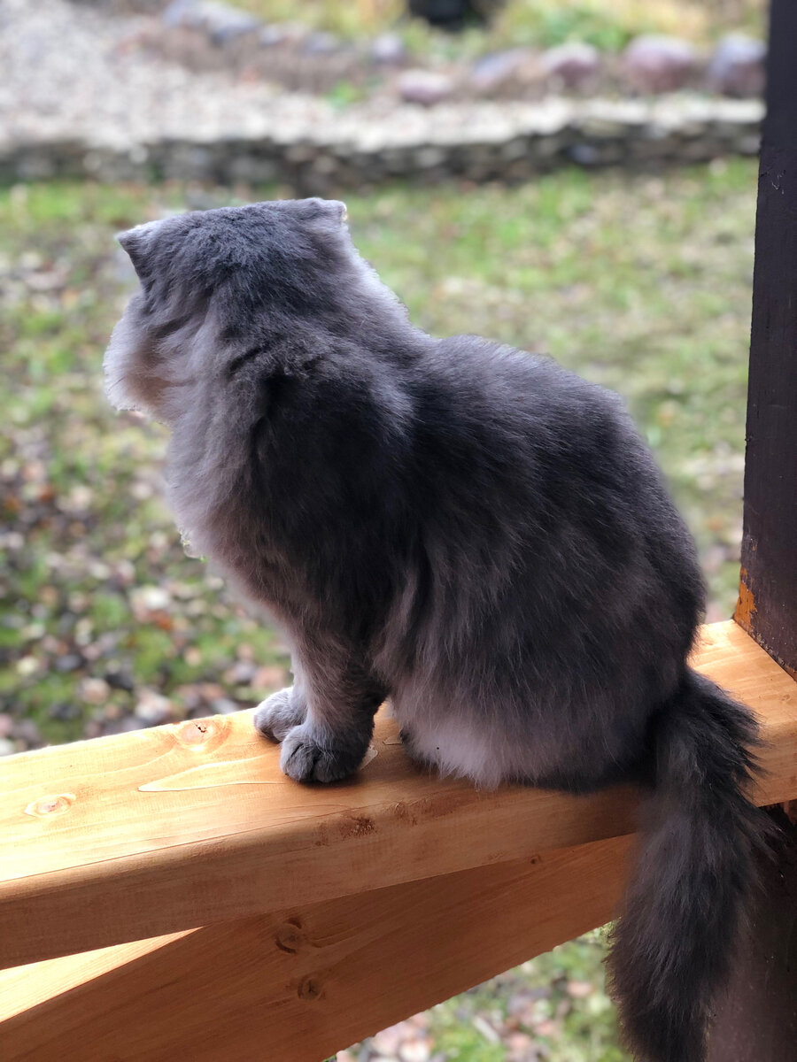 Наш кот Филя одобрил новые перила. На них тоже удобно сидеть. 