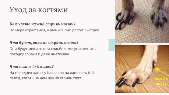 Из семинара "Уход за Кавалером"