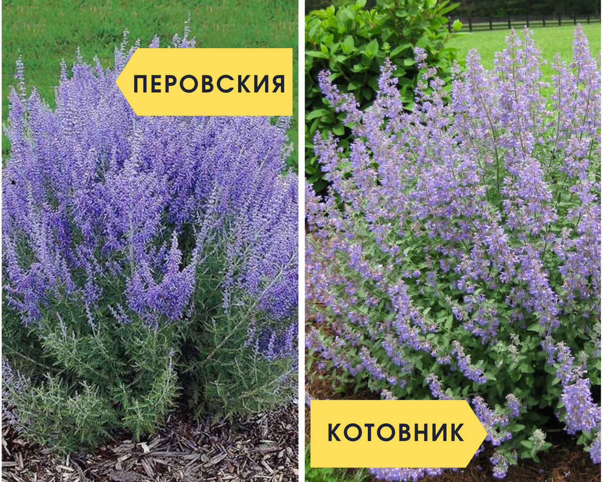 Перовския Perovskia atriplicifolia Rocketman