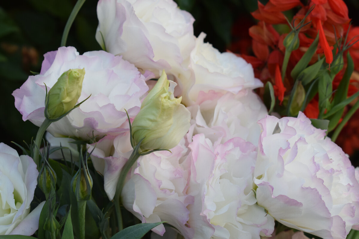 цветет эустома(фото автора)