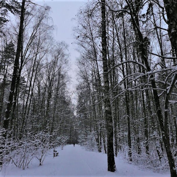 Фото сделано мной в ближайшем лесопарке )