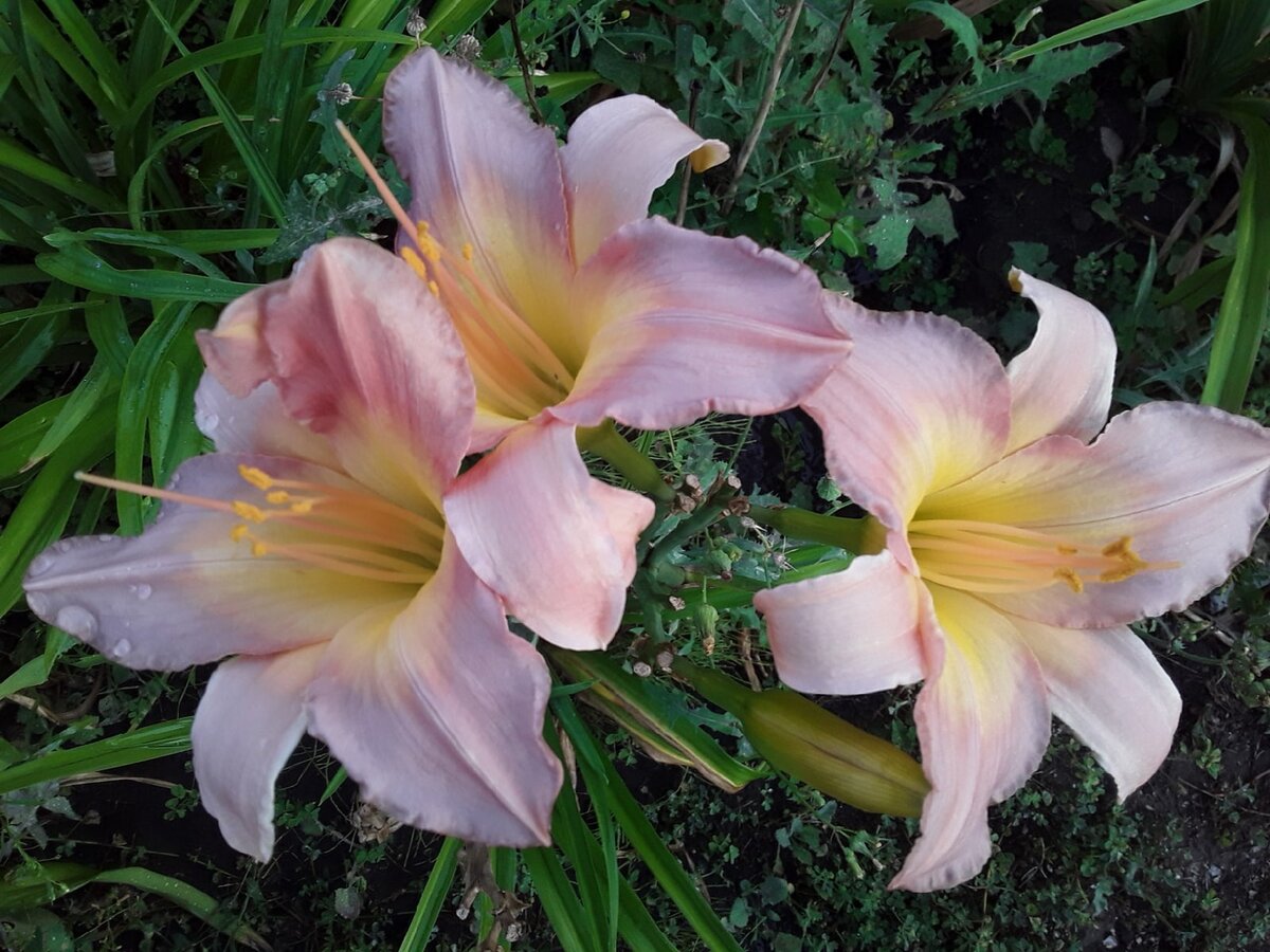 11 лучших современных сортов лилейников Фото  Ботаничка