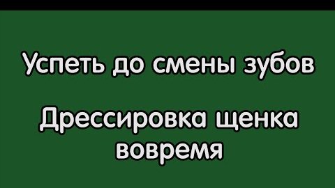 Успеть до смены зубов, дрессировка щенка босерона