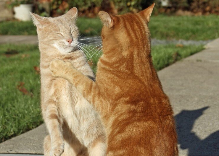 Фото из Интернета