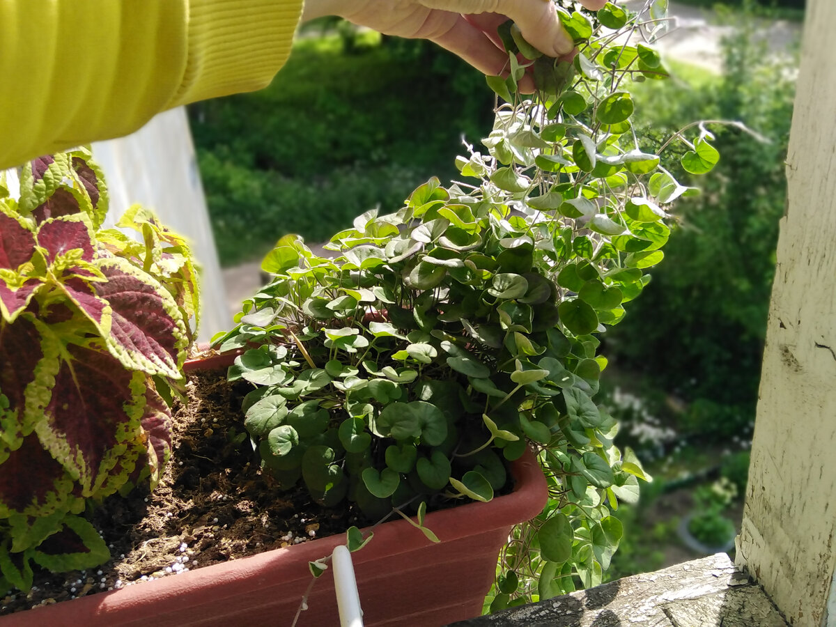 Что нужно знать тем, кто решил вырастить прекрасную дихондру для сада ...