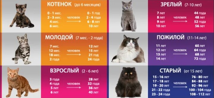 Фото из свободного источника яндекс картинки