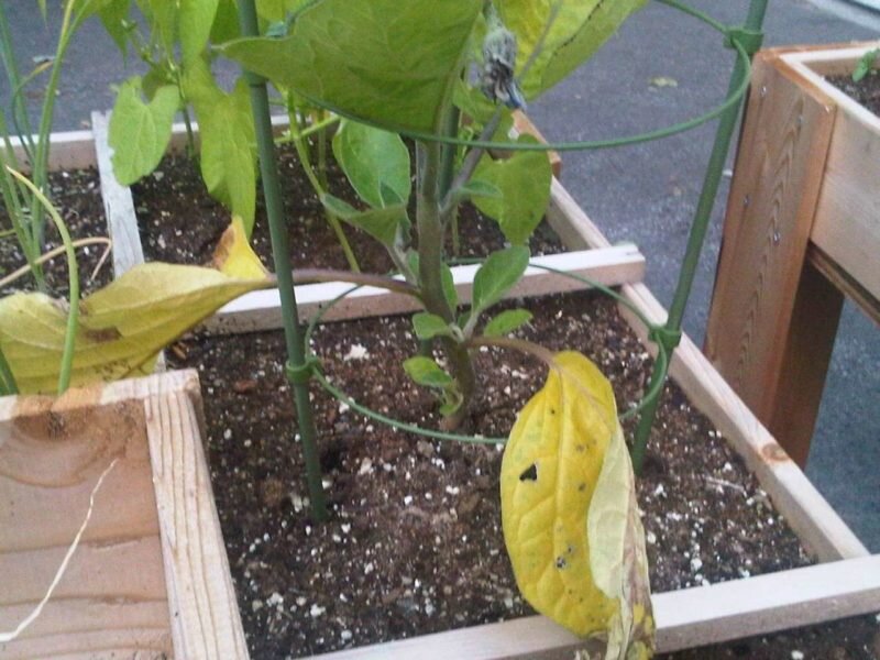 Желтеет рассада